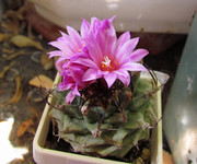 Turbinicarpus alonsoi <br />-